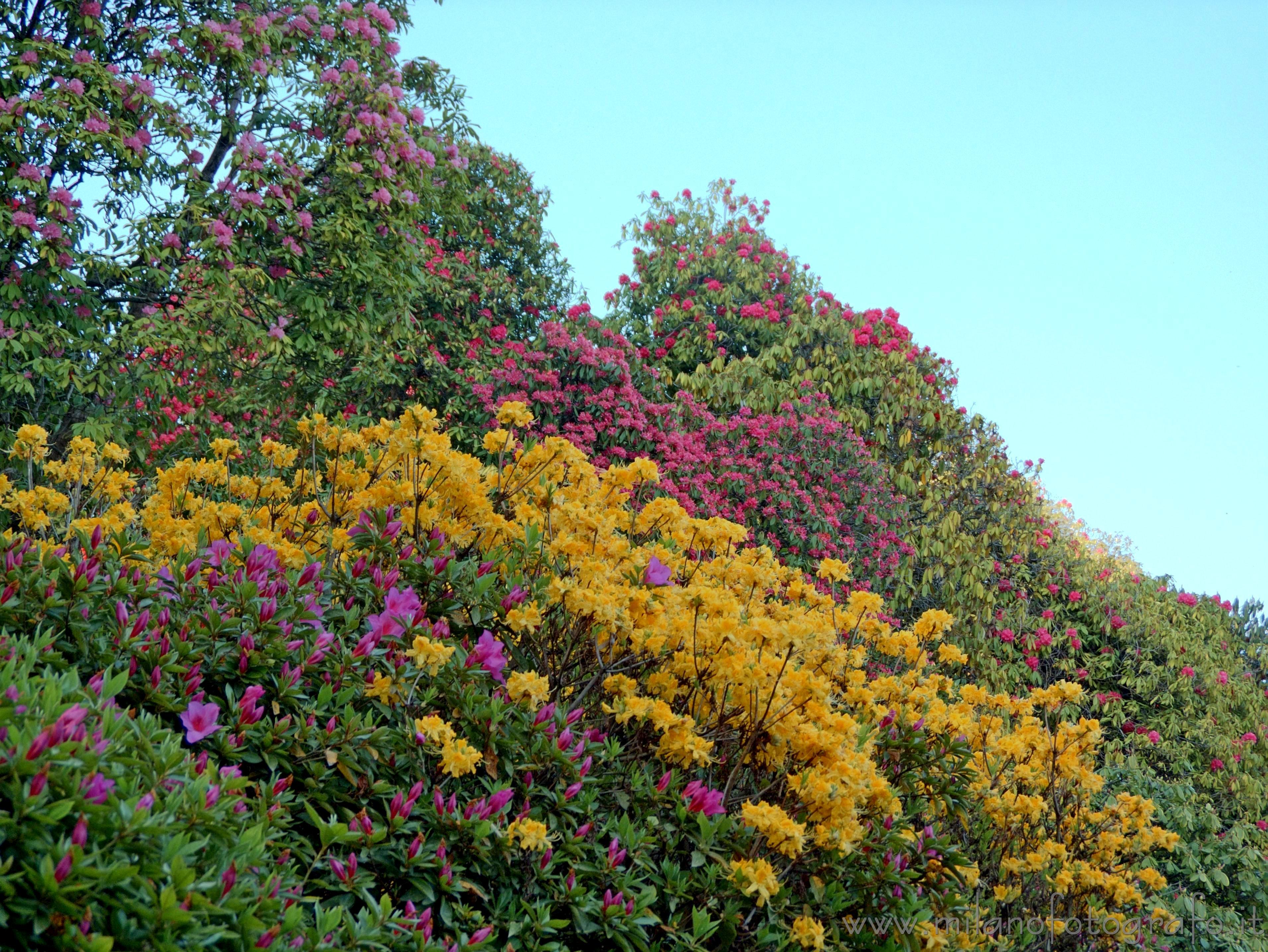 Tremezzo (Como, Italy) - Rododendrum flowers in the park of Villa Carlotta